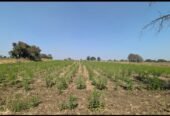 Agricultural Land for Sale in Peepadpally, Raikode – Near NIMZ Zaheerabad Corridor