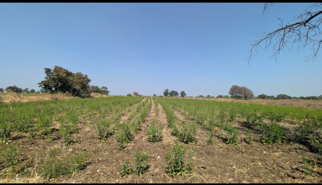 Agricultural Land for Sale in Peepadpally, Raikode – Near NIMZ Zaheerabad Corridor